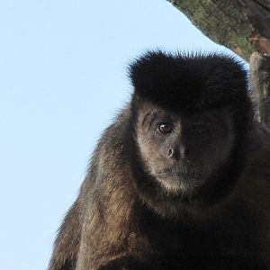 Capuchin monkey at Zoo Hellbrunn Salzburg