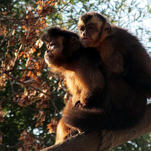 Capuchin monkeys at Zoo Hellbrunn Salzburg
