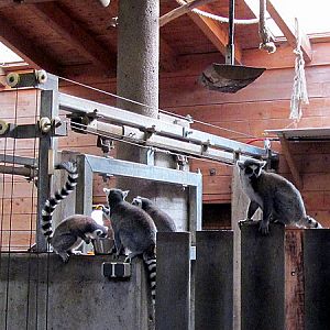 Ring-tailed lemurs at Zoo Hellbrunn Salzburg