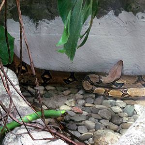 King boa at Zoo Hellbrunn Salzburg