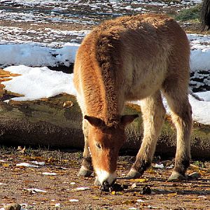 Przewalski foal at Zoo Hellbrunn Salzburg