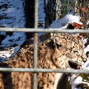 Snow leopard at Zoo Hellbrunn Salzburg