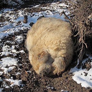 Mangalitsa at Zoo Hellbrunn Salzburg
