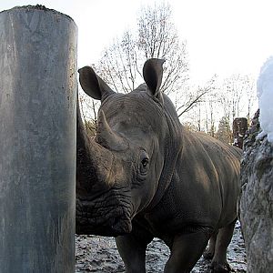 Male white rhino at Zoo Hellbrunn Salzburg