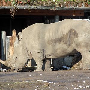 Female white rhino at Zoo Hellbrunn Salzburg