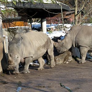 Female white rhinos at Zoo Hellbrunn Salzburg