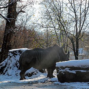 Female white rhino at Zoo Hellbrunn Salzburg