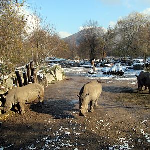 Femal white rhinos at Zoo Hellbrunn Salzburg