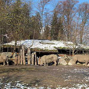 Female white rhinos at Zoo Hellbrunn Salzburg
