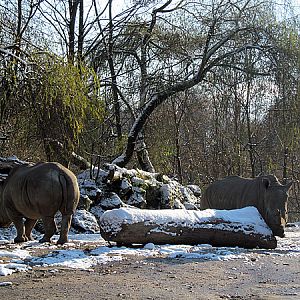 Female white rhinos at Zoo Hellbrunn Salzburg