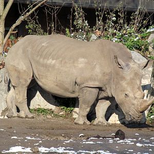 Female white rhino at Zoo Hellbrunn Salzburg