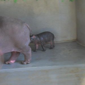 Common Hippo Calf