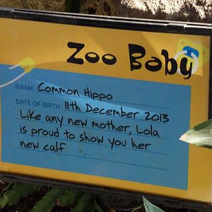 Notice about Common Hippo Calf