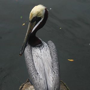 Brown Pelican