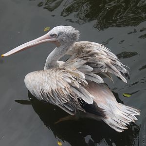 Pink-backed Pelican