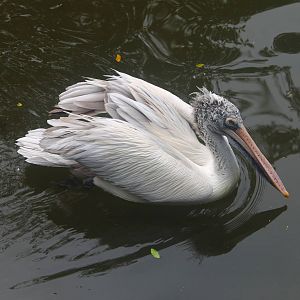 Spot-billed Pelican
