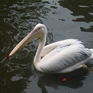 Great White Pelican