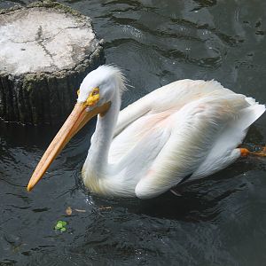 American White Pelican