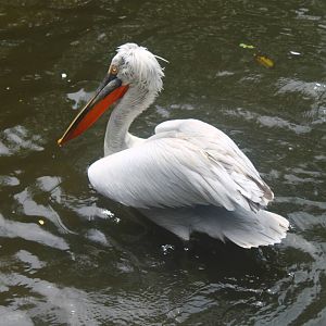 Dalmation Pelican