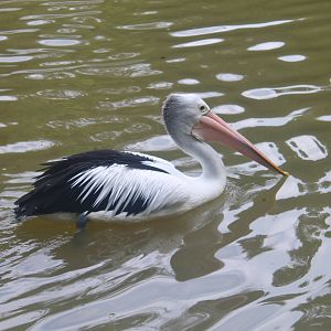 Australian Pelican