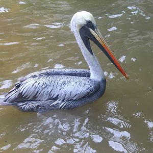 Peruvian Pelican