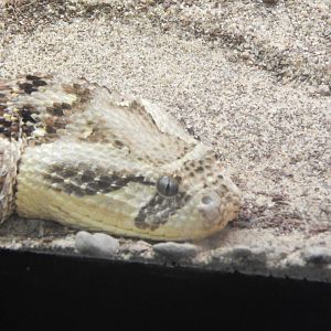 Festival of Lights 2013 - Reptile House - African Puff Adder