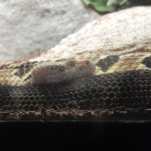 Festival of Lights 2013 - Reptile House - Timber Rattlesnake