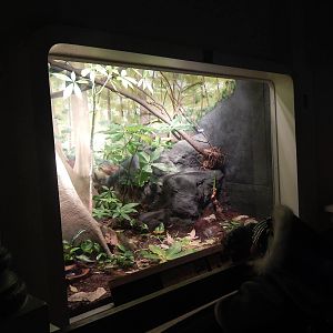 Festival of Lights 2013 - Reptile House - Parrot snake + Terciopelo Exhibit