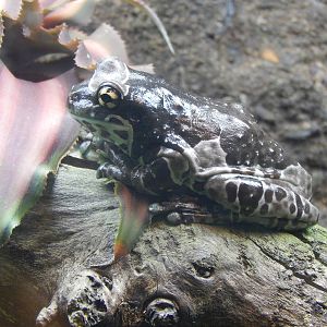 Festival of Lights 2013 - Reptile House - Amazon Milk Frog
