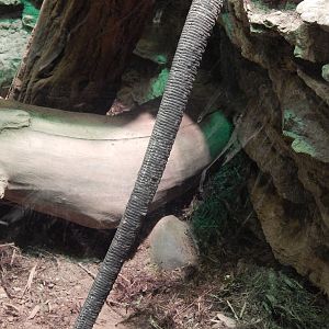 Festival of Lights 2013 - Reptile House - Crocodile Monitor tail