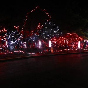 Festival of Lights 2013 - Candy Cane Forest