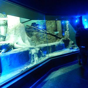 Festival of Lights 2013 - Night Hunters - Bearcat Exhibit