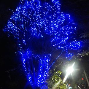 Festival of Lights 2013