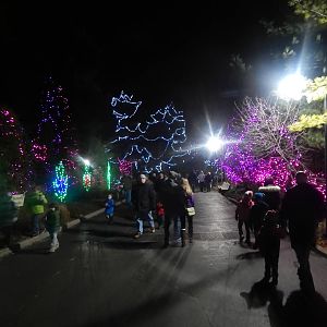 Festival of Lights 2013