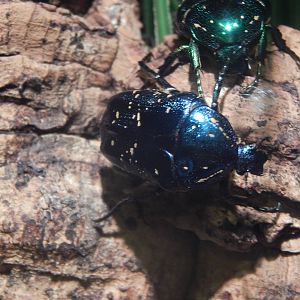 Festival of Lights 2013 - World of the Insect - Tin Foil Beetle