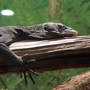 Festival of Lights 2013 - World of the Insect - Black Tree Monitor