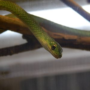 Festival of Lights 2013 - World of the Insect - Rough Green Snake