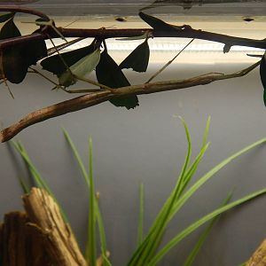 Festival of Lights 2013 - Blatchley's Walking Stick