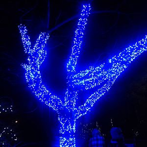 Festival of Lights 2013