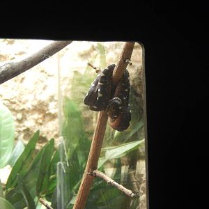 Festival of Lights 2013 - Reptile House - Baby Green Tree Python