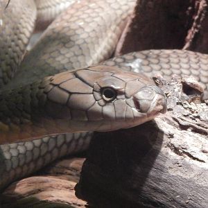 Festival of Lights 2013 - Reptile House - King Cobra