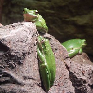 Festival of Lights 2013 - Manatee Springs - Green Tree Frogs
