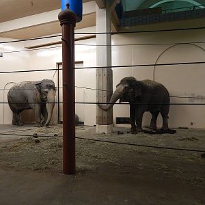 Festival of Lights 2013 - Elephant Reserve - Schottzie + Jati