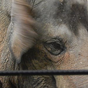 Festival of Lights 2013 - Elephant Reserve - Schottzie