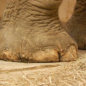 Festival of Lights 2013 - Elephant Reserve - Schottzie's foot