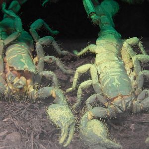 Festival of Lights 2013 - World of the Insect - Glowing Emperor Scorpions