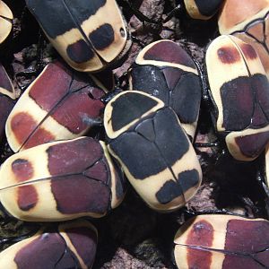 Festival of Lights 2013 - World of the Insect - Taxi-cab Beetles