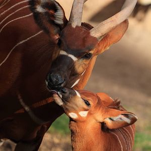 Eastern Bongo