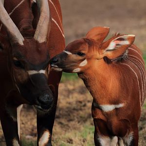 Eastern Bongo