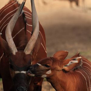 Eastern Bongo